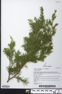 Juniperus virginiana var. virginiana image