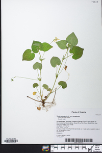 Viola canadensis var. canadensis image