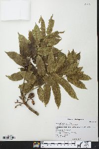 Commiphora arafy image