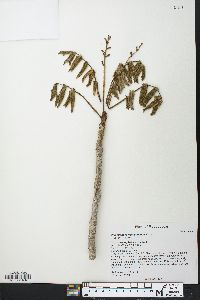 Commiphora mahafaliensis image