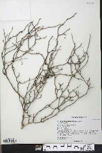 Commiphora mahafaliensis image