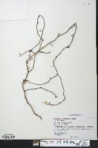 Commiphora mahafaliensis image