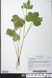 Ranunculus recurvatus var. recurvatus image