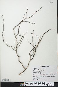 Commiphora mahafaliensis image