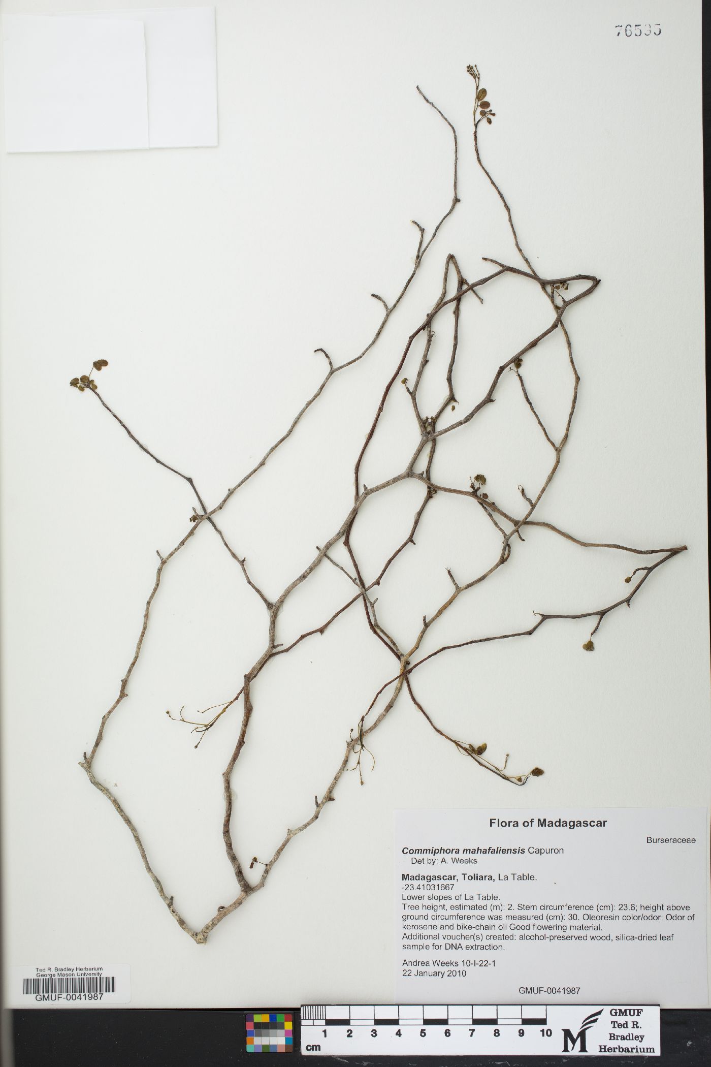 Commiphora mahafaliensis image