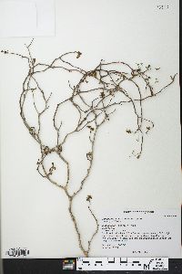 Commiphora mahafaliensis image