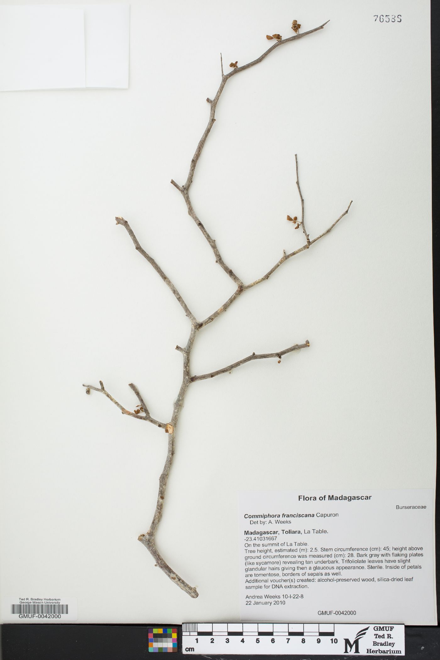 Commiphora franciscana image