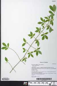 Euonymus alatus image