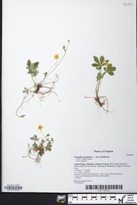 Potentilla canadensis var. canadensis image