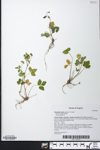 Potentilla indica image