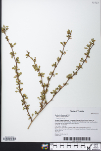 Berberis thunbergii image