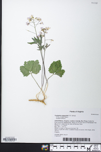 Cardamine angustata image