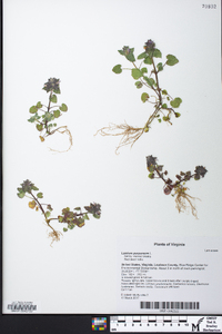 Lamium purpureum image