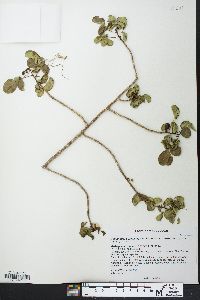 Commiphora brevicalyx image