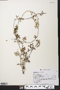 Commiphora mahafaliensis image