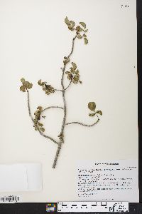 Commiphora brevicalyx image