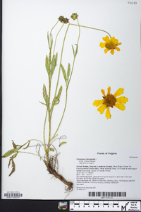 Coreopsis lanceolata image