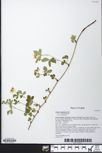 Rubus flagellaris image