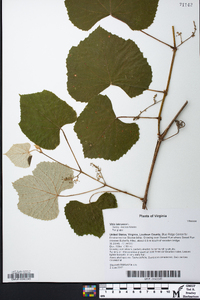 Vitis labrusca image