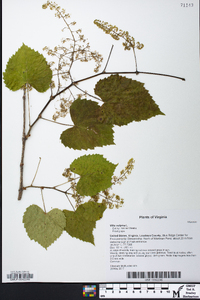 Vitis vulpina image