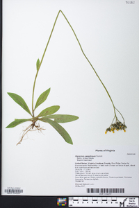 Hieracium caespitosum image