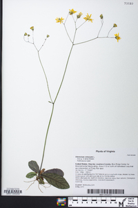 Hieracium venosum image