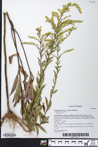 Solidago altissima subsp. altissima image