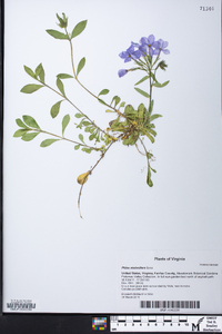 Phlox stolonifera image