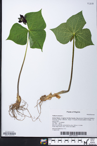 Trillium erectum image