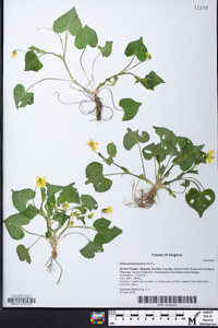 Viola pensylvanica image