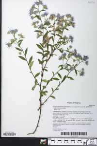 Symphyotrichum puniceum var. puniceum image