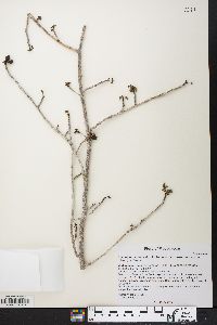 Commiphora brevicalyx image