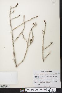 Commiphora brevicalyx image