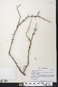 Commiphora franciscana image