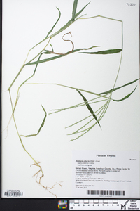 Digitaria ciliaris image