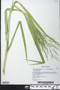 Panicum dichotomiflorum var. dichotomiflorum image