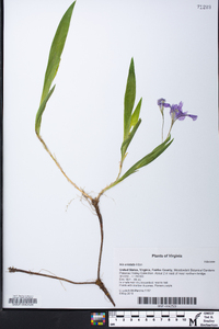 Iris cristata image