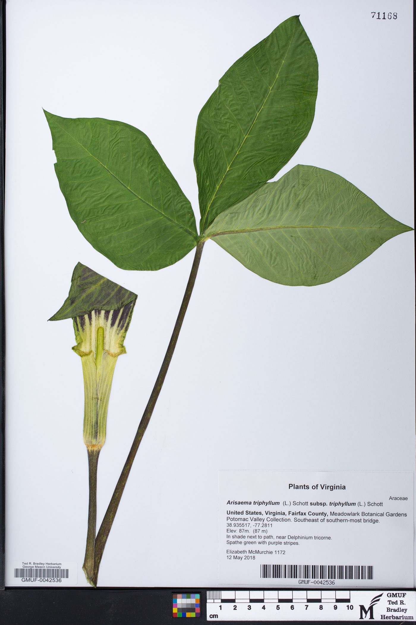 Arisaema triphyllum subsp. triphyllum image