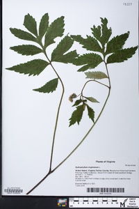 Hydrophyllum virginianum image