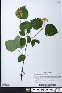 Viburnum dentatum var. lucidum image