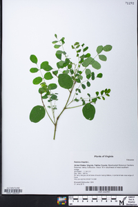 Robinia hispida image