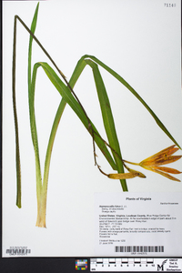 Hemerocallis fulva image