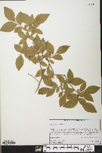 Vaccinium fuscatum image