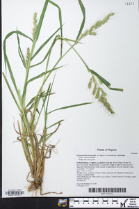 Echinochloa muricata var. muricata image