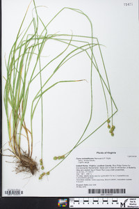 Carex molestiformis image