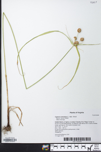 Cyperus echinatus image