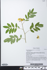 Senna hebecarpa image