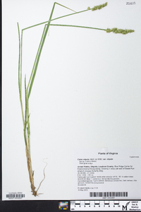 Carex stipata var. stipata image