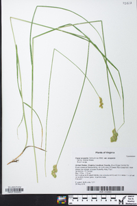 Carex scoparia var. scoparia image