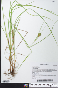 Carex squarrosa image